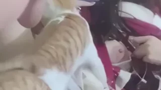 تصور نفسها بكس الوردي ومعاها القطط بتاعتها