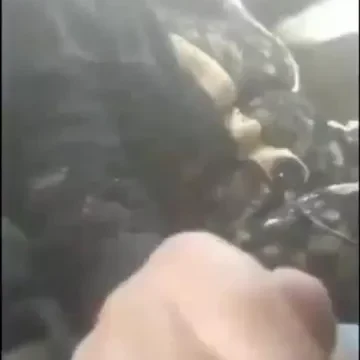 محجبة مصرية تلعب في زبر سواق الباص